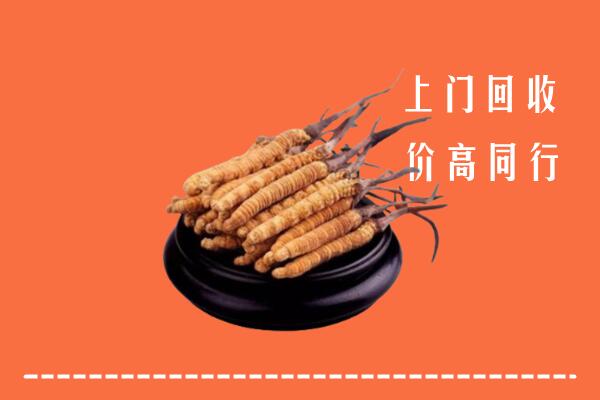 通化回收散虫草